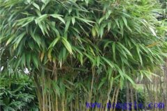 矢竹是什么竹子，矢竹的栽植方法