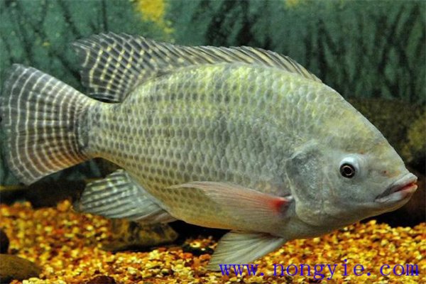 奧尼羅非魚飼養(yǎng)管理、人工投餌