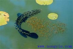 烏魚的產(chǎn)卵季節(jié)、成熟年齡、懷卵量與產(chǎn)卵量