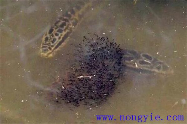 烏魚(yú)的懷卵量、產(chǎn)卵量