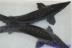 俄羅斯鱘魚常見病害有哪些，如何防治？