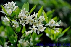 柑橘花期是什么時(shí)候，如何管理、用什么農(nóng)藥