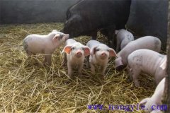 剛出生仔豬怎么養(yǎng)？哺乳仔豬飼養(yǎng)管理要點(diǎn)