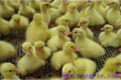 剛買回來的鵝苗如何飼養(yǎng)，如何預(yù)防疾?。? /></a>
            <a href=
