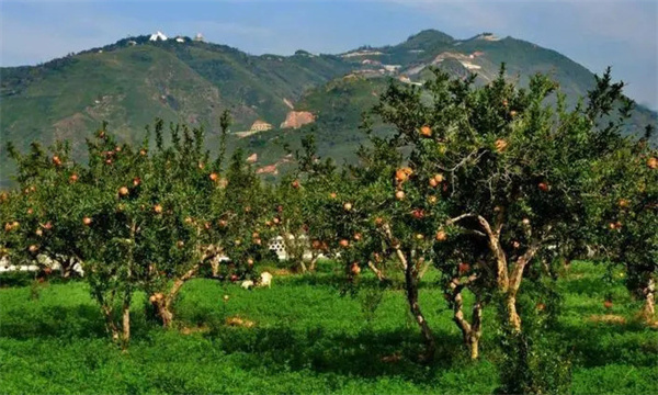 陜西臨潼石榴產業(yè)