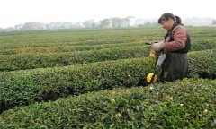 如何做好修剪后的茶園管理？