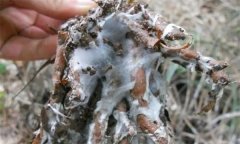 蒼術(shù)白絹病有何癥狀，怎樣防治蒼術(shù)白絹??？