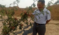 花椒栽培方式有哪幾種？