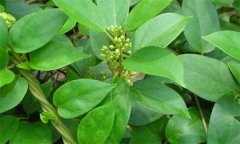 我國(guó)金剛藤制劑發(fā)展現(xiàn)狀與前景如何？