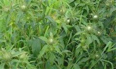 白術(shù)的主要病害有哪些？其防治方法如何？
