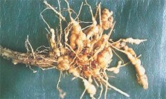 如何防治蒼術(shù)根結(jié)線蟲病，它有危害癥狀？