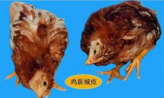 雞呼吸道疾病有哪些，防治治療的重點(diǎn)是什么？