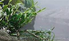 石斛需要什么樣的生長(zhǎng)環(huán)境？