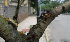 花椒樹(shù)流膠病用什么藥防治，如何預(yù)防？