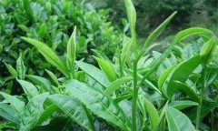 什么叫做采摘周期，什么時間采摘茶葉為宜？