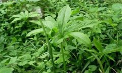 半夏的主要病害有哪些？應(yīng)如何防治？
