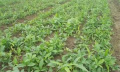 半夏的田間管理技術(shù)主要有哪些？
