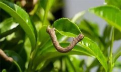 茶尺蠖防治方法，如何防治茶尺蠖為害？