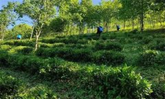 在種植茶園防護(hù)林和遮陰樹(shù)時(shí)有哪些要求？