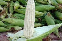如何選擇糯玉米品種，糯玉米有哪些優(yōu)良品種？