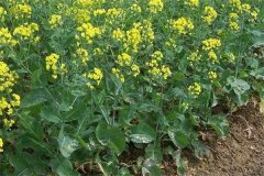 什么是“雙低”油菜，是指什么雙低？