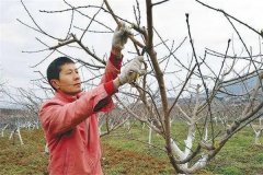 油桃樹如何通過修剪實現(xiàn)早產(chǎn)、豐產(chǎn)？