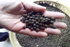香樟樹種子可以育苗嗎？香樟苗怎么栽植養(yǎng)護？