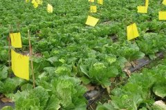 什么是病蟲(chóng)害的生物防治，主要有哪些方法？