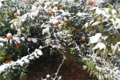 橘子樹(shù)冬季如何管理？這三項(xiàng)工作必不可少！