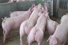 什么是商品豬？什么是肉脂型、瘦肉型豬？