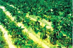 什么是蔬菜病蟲(chóng)害綠色防控，主要內(nèi)容是什么？
