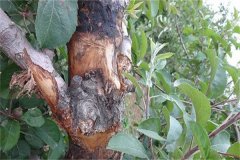 蘋果樹腐爛病的癥狀表現(xiàn)有哪些，如何防治？
