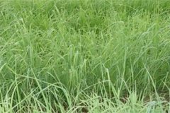 養(yǎng)羊常用哪些牧草，羊的飼養(yǎng)要注意哪方面？