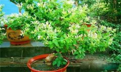 金銀花的修剪方法，如何修枝整形？