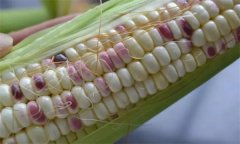 糯玉米種子如何處理，應(yīng)何時(shí)播種？