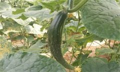 種植黃瓜為什么會(huì)出現(xiàn)畸形瓜？