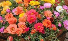 讓夏季花卉開得更好的方法，夏季養(yǎng)花注意事項(xiàng)