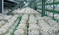 金針菇栽培配方，如何防止金針菇提早開(kāi)傘？
