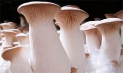 杏鮑菇菌蓋上會長疙瘩、出菇后會開裂怎么辦？