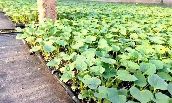 甜瓜苗出現(xiàn)枯芽、黃芽是什么原因