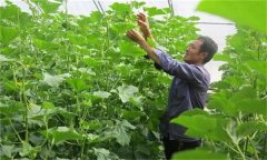 哈密瓜如何整枝留瓜，種植哈密瓜應(yīng)注意什么？