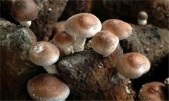 香菇有哪些栽培品種？