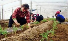 秋茬番茄在定植時應(yīng)該注意什么問題？