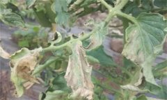 如何防治番茄晚疫病，其發(fā)病條件有哪些？