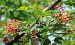 成年花椒樹(shù)如何管理？花椒樹(shù)管理技術(shù)要點(diǎn)