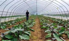 大棚蔬菜撒施肥料有什么危害？