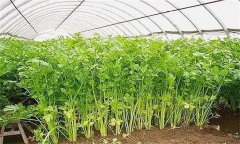 怎樣才能種好冬芹菜？