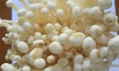 如何防治金針菇黑斑病，其發(fā)病條件是什么？
