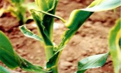 怎樣識(shí)別玉米鐮刀菌頂腐病？