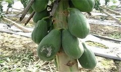 木瓜的褐腐病、銹病和早期落葉病如何進行防治